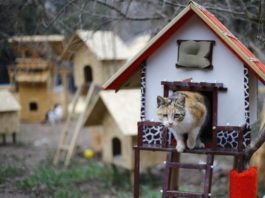 Il villaggio per gatti randagi nato in Turchia