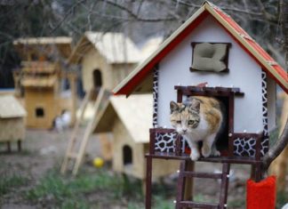 Il villaggio per gatti randagi nato in Turchia