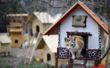 In Turchia dei volontari realizzano un villaggio per gatti randagi Il villaggio per gatti randagi nato in Turchia