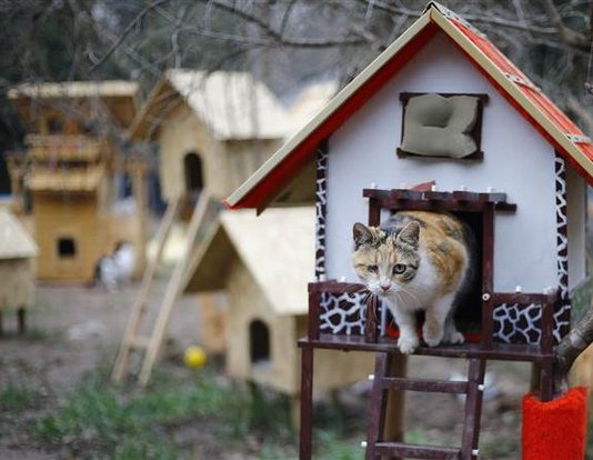 Il villaggio per gatti randagi nato in Turchia
