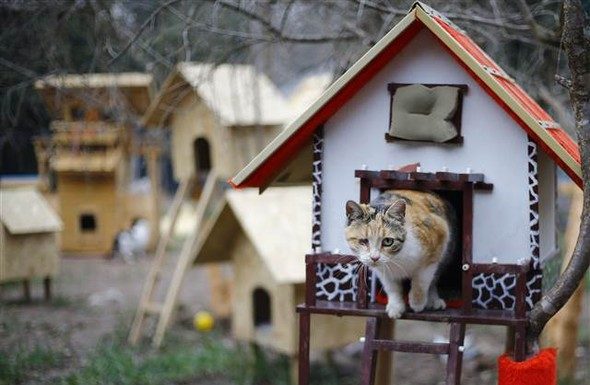 Il villaggio per gatti randagi nato in Turchia