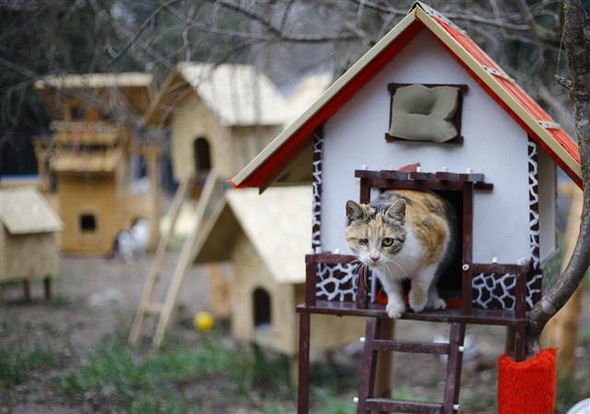 Il villaggio per gatti randagi nato in Turchia