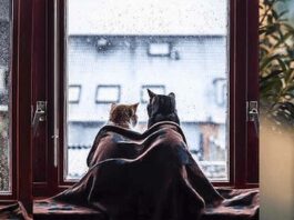 I gatti di Felicity Berkleef