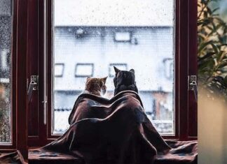 I gatti di Felicity Berkleef