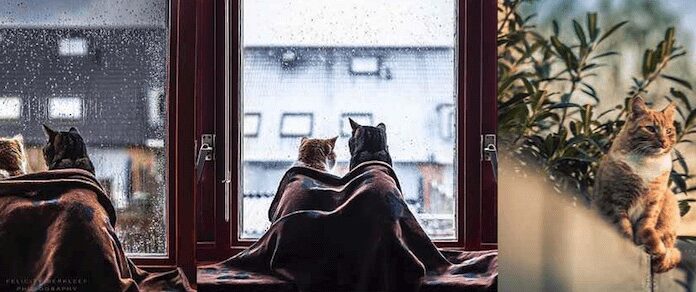 I gatti di Felicity Berkleef