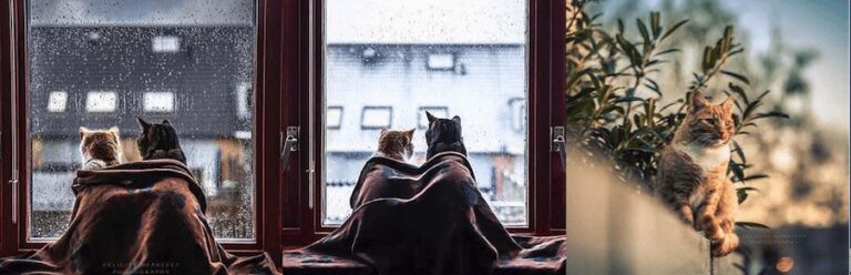 I gatti di Felicity Berkleef