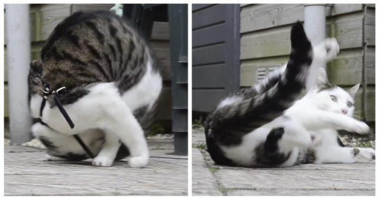 Questo gatto ha imparato a fare le capriole. E ora non vuole più smettere