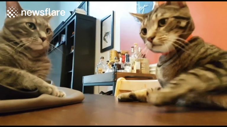 Gatto cade dal tavolo