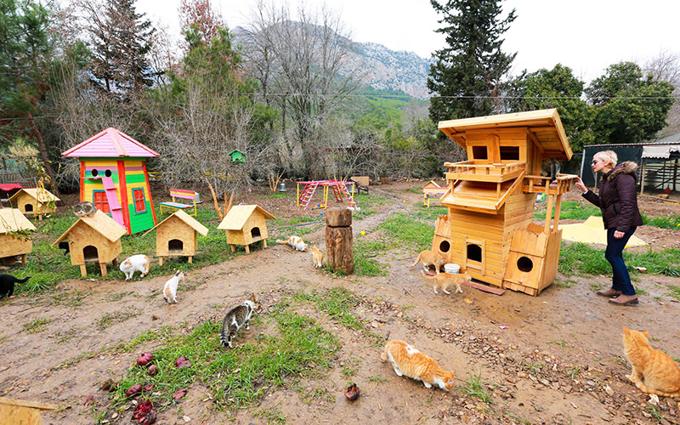 Il villaggio turco per gatti randagi nato 