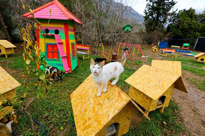 Il villaggio per gatti randagi costruito in Antalya