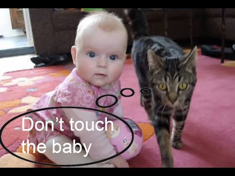 Gatti che proteggono i bambini: la compilation