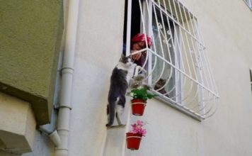 Una donna costruisce una scaletta per gatti randagi infreddoliti
