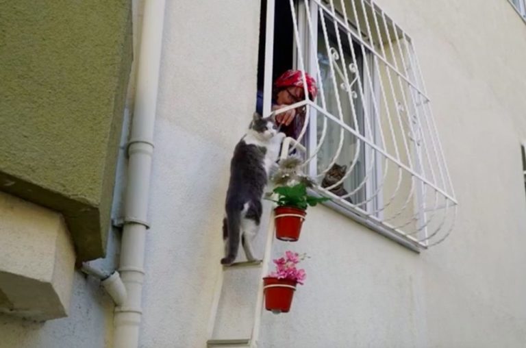 Una donna costruisce una scaletta per gatti randagi infreddoliti