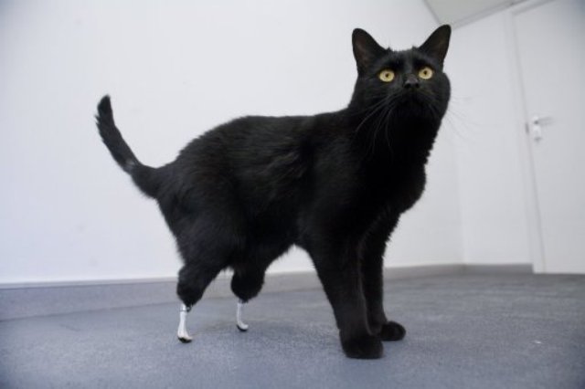 Oscar, gatto britannico, che fu operato nel 2010 per avere innestate due zampe artificiali