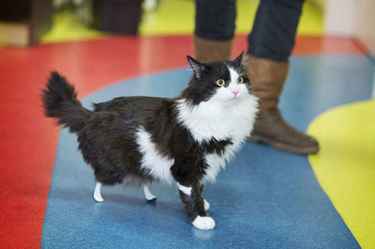 Pooh, il gatto con le zampe bioniche