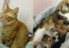 Il premuroso gatto Yello assite la mamma Tam The e i loro gattini