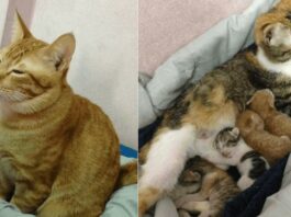 Il premuroso gatto Yello assite la mamma Tam The e i loro gattini