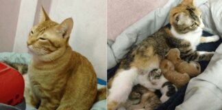 Il premuroso gatto Yello assite la mamma Tam The e i loro gattini