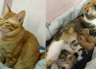 Il premuroso gatto Yello assite la mamma Tam The e i loro gattini