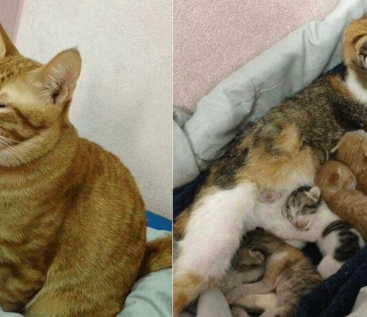 Il premuroso gatto Yello assite la mamma Tam The e i loro gattini