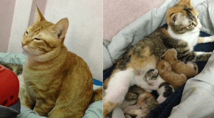 Il premuroso gatto Yello assite la mamma Tam The e i loro gattini