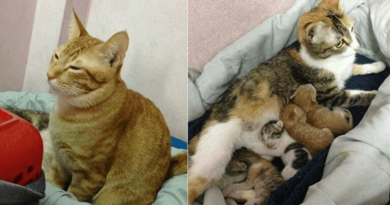 Il premuroso gatto Yello assite la mamma Tam The e i loro gattini