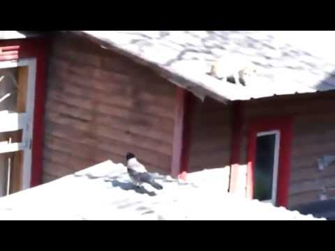 Perfido corvo fa litigare due gatti