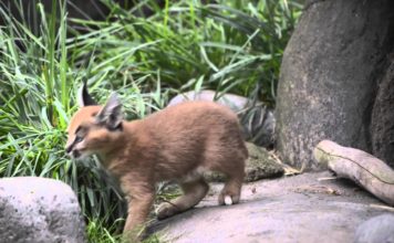 Prime esplorazioni per due piccoli Caracal