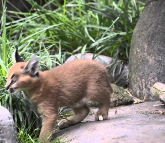 Prime esplorazioni per due piccoli Caracal