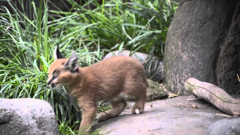Prime esplorazioni per due piccoli Caracal