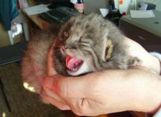 Contadino russo trova dei gatti di Pallas nei suoi campi