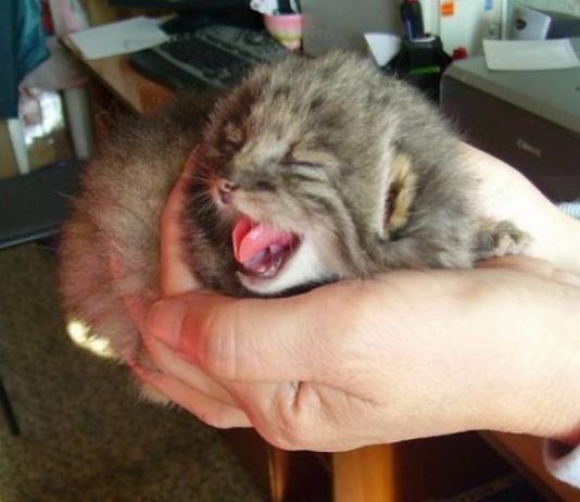 Contadino trova quattro gattini molto “strani” Contadino russo trova dei gatti di Pallas nei suoi campi