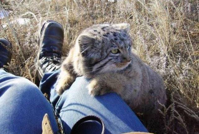 Uno dei quattro gatti di pallas trovati dal contadino russo