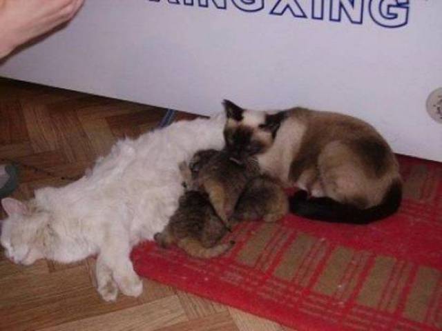 I piccoli gatti di Pallas hanno trovato l'amore di due gatti domestici come loro genitori adottivi