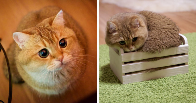 Hosico, il vero Gatto con gli stivali