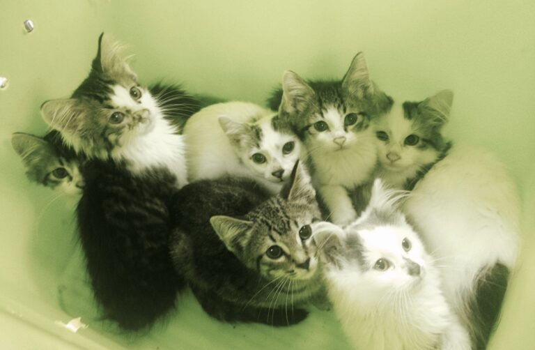 Tre anni e mezzo di carcere per il killer dei gatti di Bergamo