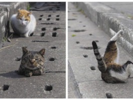 Gatti di strada si divertono come matti nei tubi di drenaggio