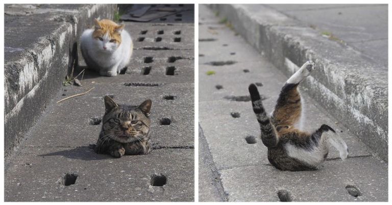 Gatti di strada si divertono come matti nei tubi di drenaggio