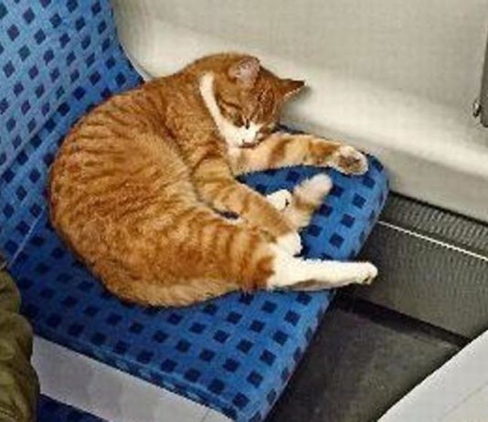 Un gatto schiaccia un pisolino tra i pendolari della metropolitana di Stoccarda