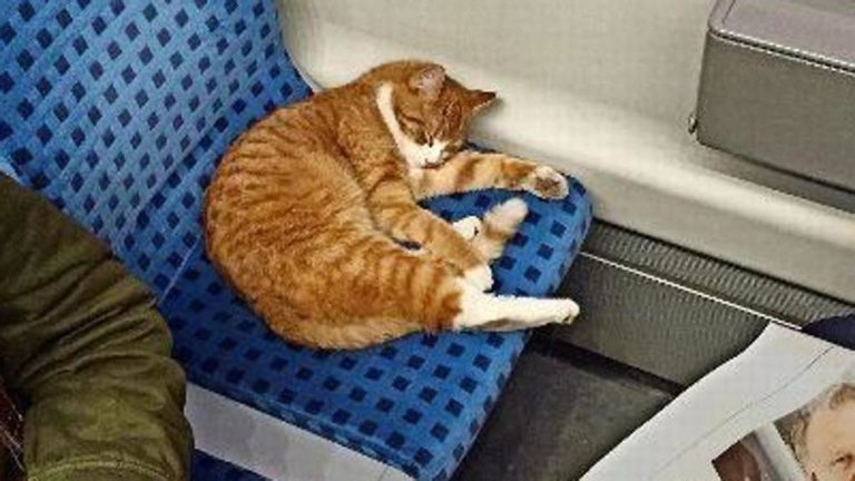 Un gatto schiaccia un pisolino tra i pendolari della metropolitana di Stoccarda