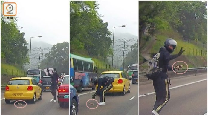Il motociclista di Hong Kong salva un gattino rosso intrappolato nel traffico dell'ora di punta