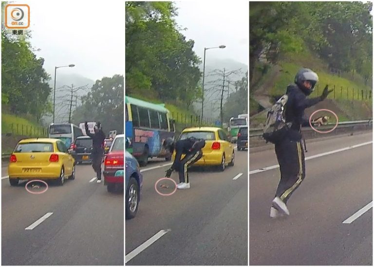 Il motociclista di Hong Kong salva un gattino rosso intrappolato nel traffico dell'ora di punta