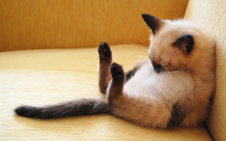 7 cose che rendono (davvero) felice il tuo gatto