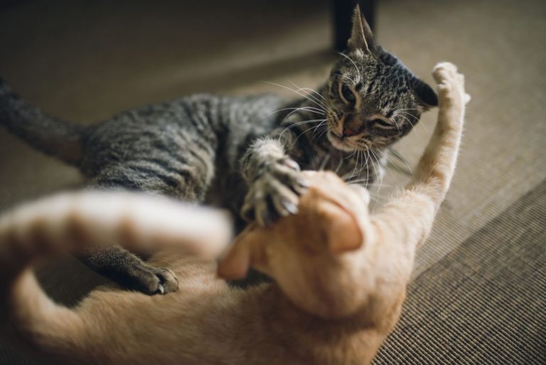 Perchè i gatti fanno la lotta?