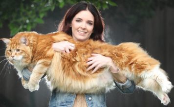 In Australia vive Omar, un gatto da record