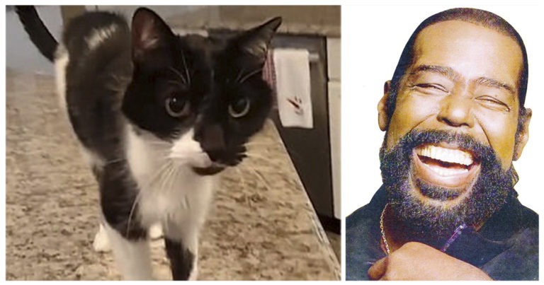 Jack, il Barry White dei gatti
