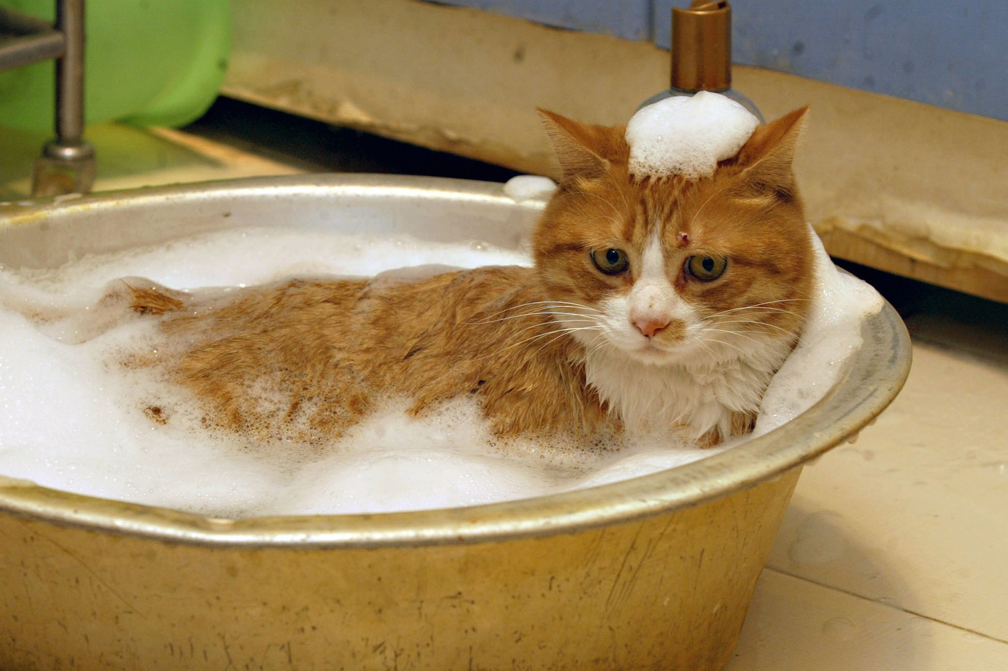 Un gatto rosso fa il bagno