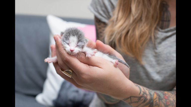 Tidbit, gatto orfano, cresce grazie all’amore ricevuto dalla sua salvatrice