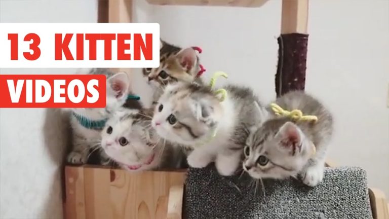 Vita con uno gatto, o anche più.