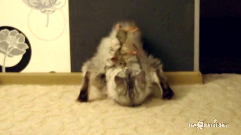 Niente è impossibile per un gatto